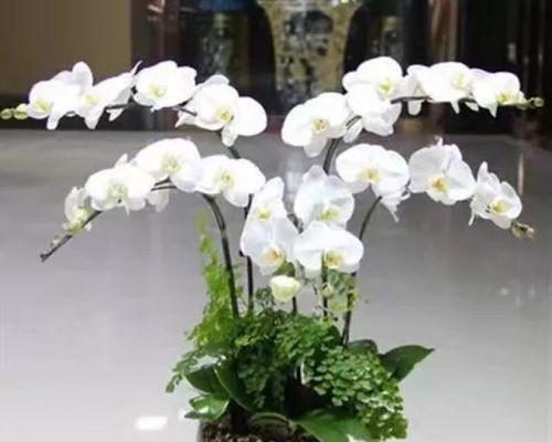 蝴蝶兰花开的季节及生长特点（春夏之交鲜花盛宴）