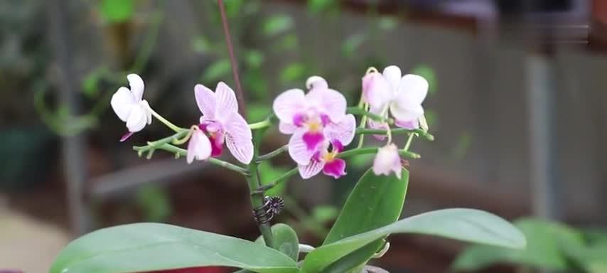 如何安全度夏蝴蝶兰（蝴蝶兰夏季护理攻略）