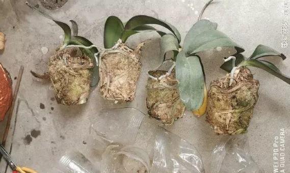 蝴蝶兰换土换盆指南