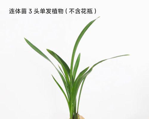 蝴蝶兰水培养殖方法（手把手教你如何水培蝴蝶兰）
