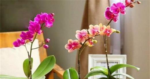 如何种植蝴蝶兰（栽种时间和方法详解）