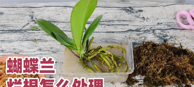 蝴蝶兰扦插生根的技巧（教你如何正确操作）