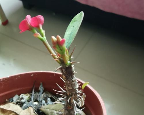 虎刺梅的扦插方法（让你成功种出漂亮的虎刺梅）