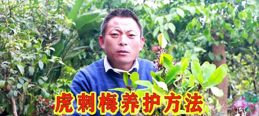 虎刺梅的水培方法和注意事项（学会这些关键步骤）
