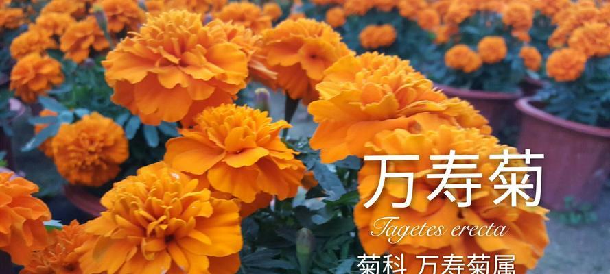 万寿菊的花语与传说（传承千年的神奇花语）