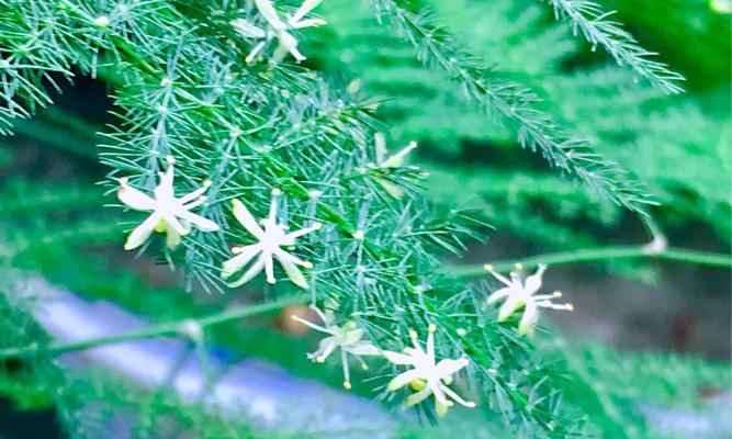 文竹开花的含义及象征（预示吉祥和好运的文竹开花现象）