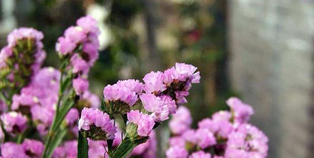 无忧花（揭示无忧花的花语及其丰富的典故）