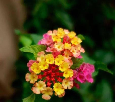 五色梅花语之美——花开寄托情感的五彩之盛（五色梅花语传递无尽情感）