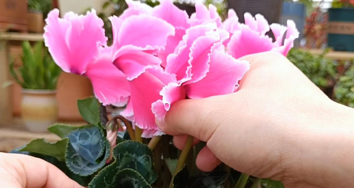 仙客来花语与寓意（以花传达的人际关系和性格特质）