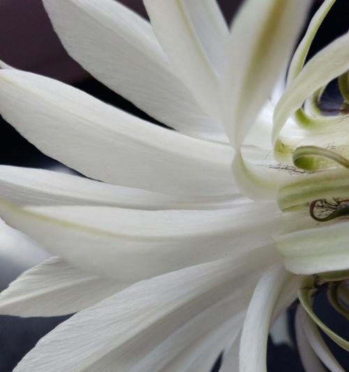 仙人球花开白色的寓意（探究仙人球花白色的象征意义）