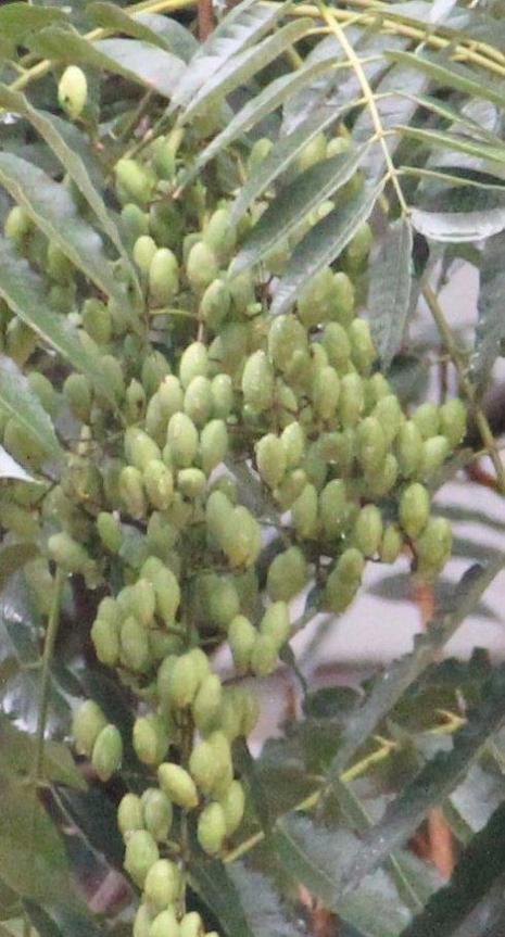 香椿树开花的寓意和象征（探寻香椿树开花背后的意义）