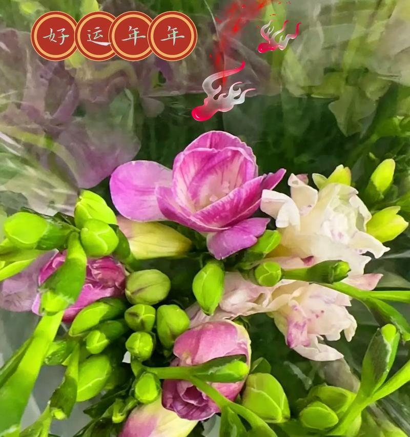 香雪兰花语与寓意（香雪兰的花语传递给人们什么样的寓意）