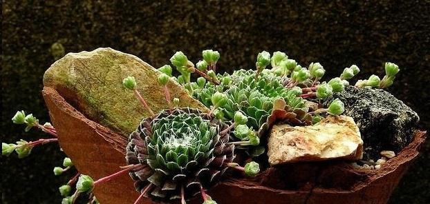 自信之花(自信不凡)
