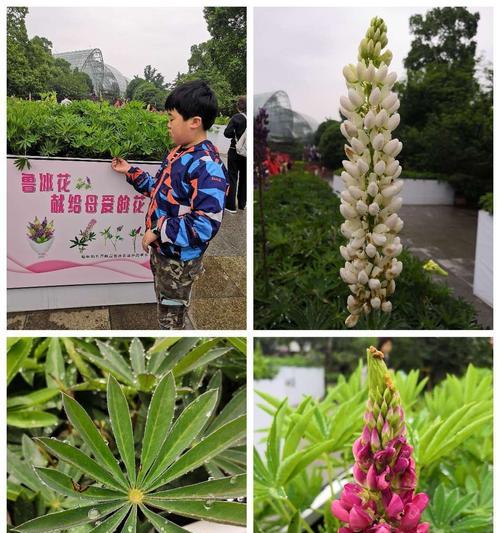 象征父爱的植物（呵护爱心感悟温暖）