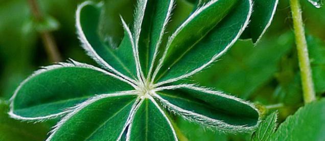 象征父爱的植物（呵护爱心感悟温暖）