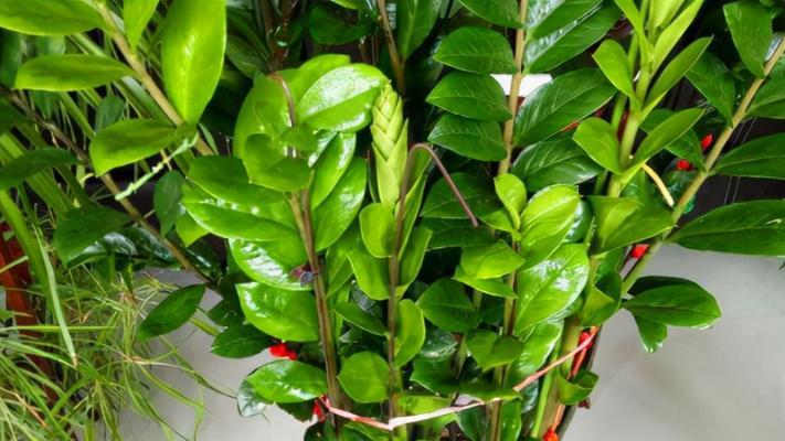招财纳福的幸运植物及其象征意义（传统风水中的吉祥之物与好运植物）