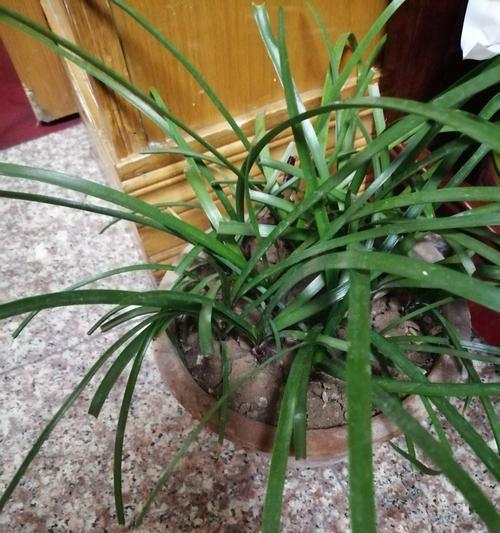 坚强勇敢独立的花和植物（力量·生命·自由）