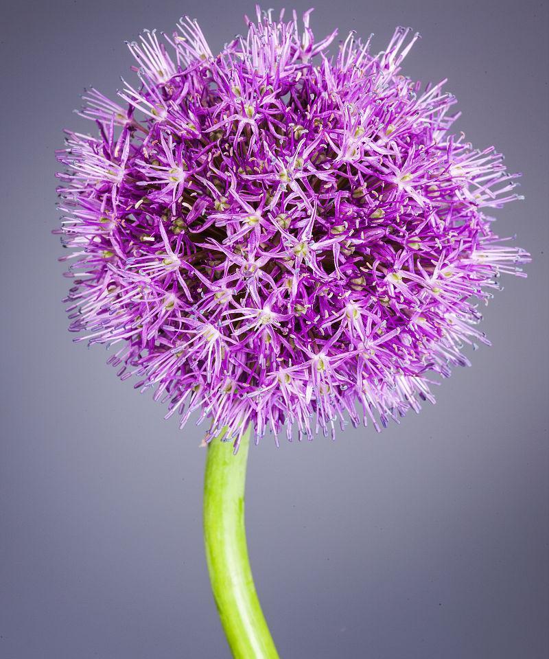 坚强勇敢独立的花和植物（力量·生命·自由）