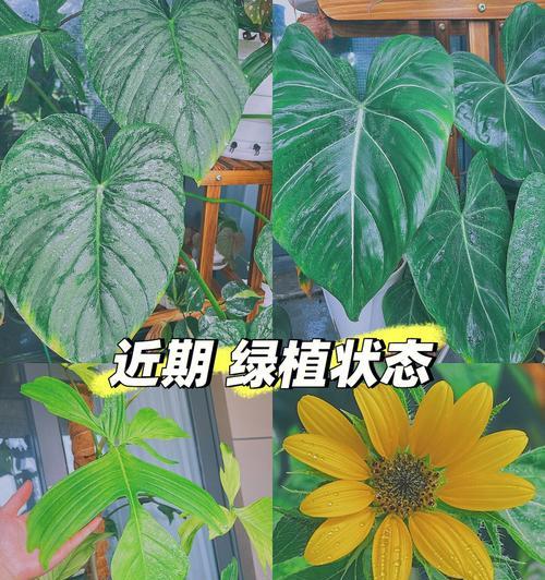 生命之力(以植物为象征的努力和坚持)