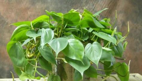 清正廉洁的植物(探寻植物世界中的廉洁精神)