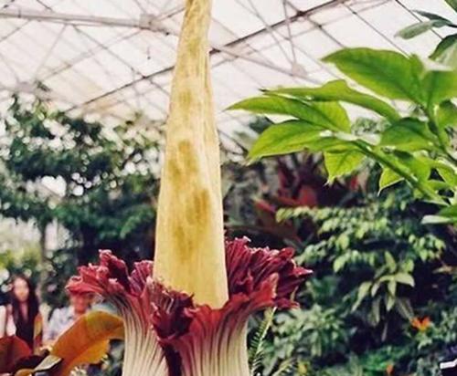 熊童子开花（探寻熊童子开花的寓意与生命力）