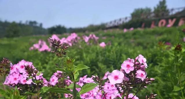 传承千年的花语与传说——以雁来红为主题的探索（蕴含爱情与美丽的花朵）