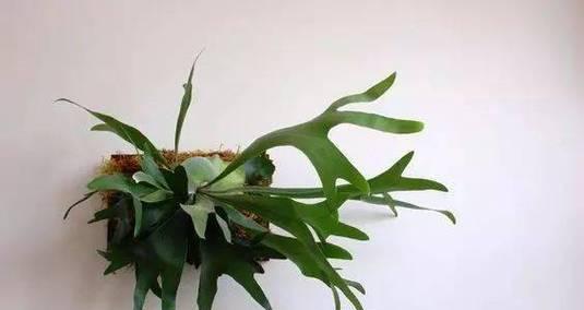 羊齿花（以羊齿的花语和含义为主题的一场美丽探索）