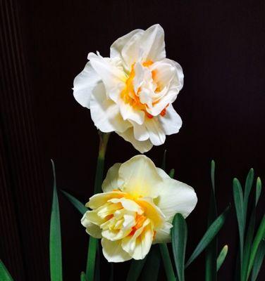 洋水仙花语与文化寓意（洋水仙）