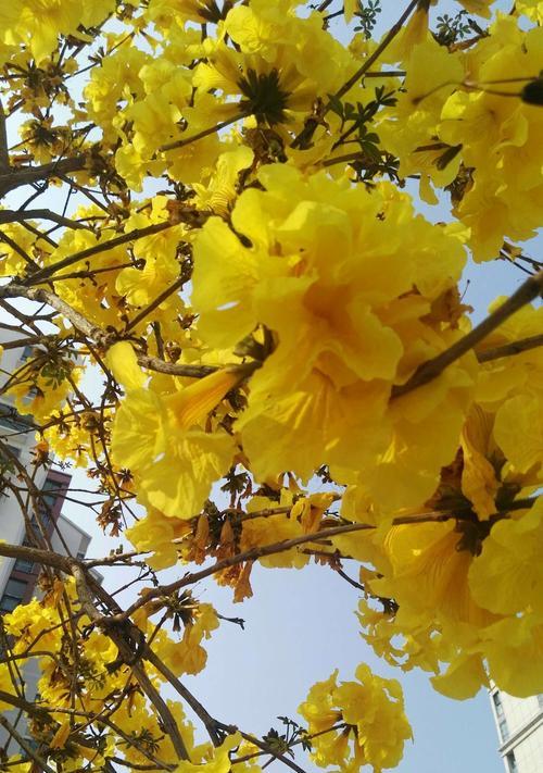 银杏花的花语与含义（探索银杏花的深刻意义）