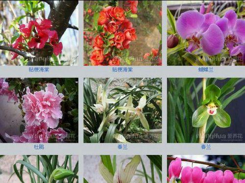 银杏花的花语与含义（探索银杏花的深刻意义）