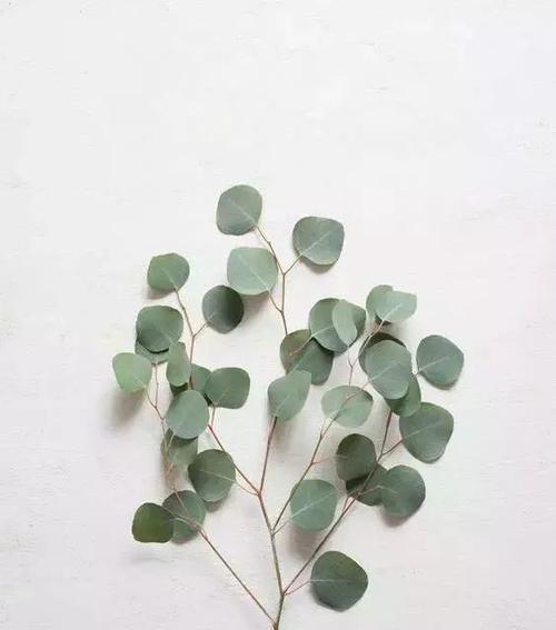 尤加利的花语和寓意（以尤加利为主题的花语和寓意解读）