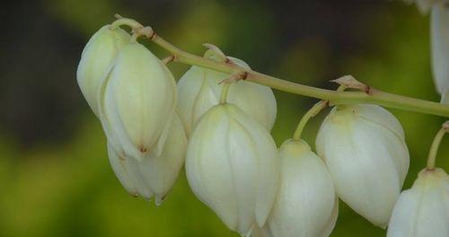 榆树的花语与传说（探秘榆树的神秘之美）