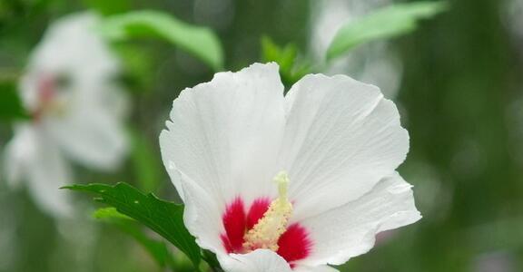 榆树的花语与传说（探秘榆树的神秘之美）