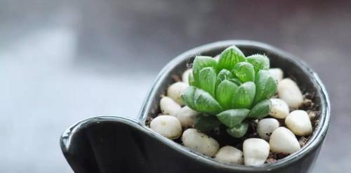 玉露开花的预示与意义（揭示自然中的奇迹与生命的希望）