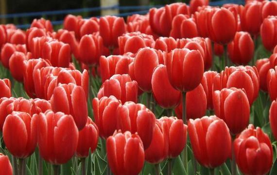 郁金香花的象征意义（探究郁金香花的美丽与意义）