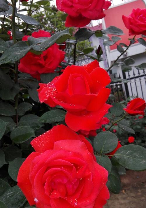月季花的花语与寓意（探究月季花的美丽寓意与含义）