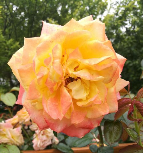 月季花的绽放时刻与花语(探秘月季花的开放时节和深意)
