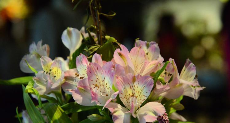 五种代表友谊的花（以花朵为媒介）