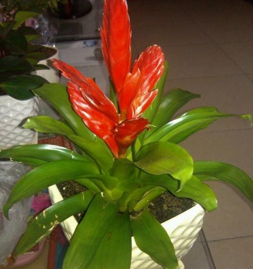 十二生肖植物图鉴(用植物来揭示你的生肖特质)