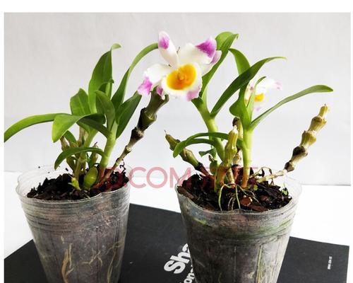 以肿节石斛的花语和含义（传递健康和幸福的美丽之花——以肿节石斛）