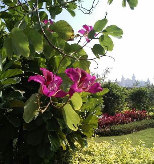 珠海市花的象征意义及相关文化传承（探索珠海市花——美人蕉的花朵背后的文化内涵）