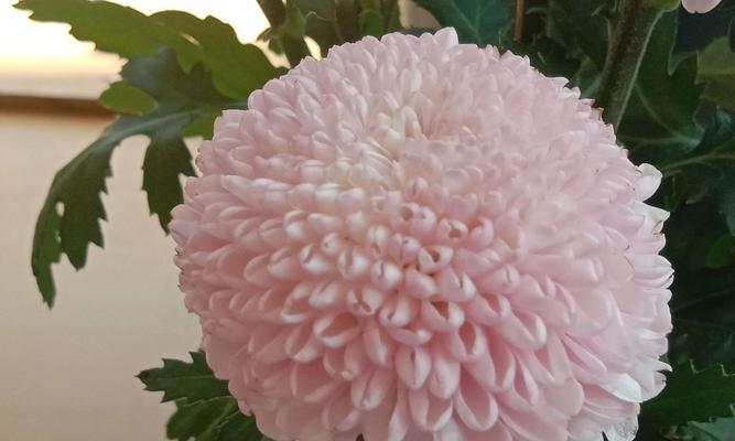 珠海市花的象征意义及相关文化传承（探索珠海市花——美人蕉的花朵背后的文化内涵）