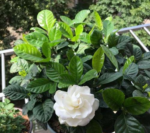 栀子花的美丽与寓意（探索栀子花的文化象征与情感意义）