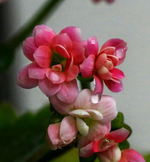 橄榄花的象征意义（揭示橄榄花的深刻内涵）