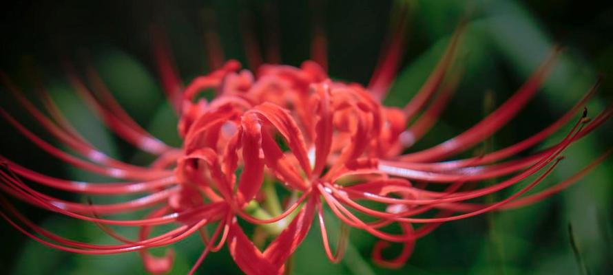 花语传说（探索自然之美）