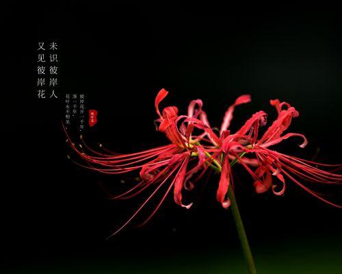黑色花卉的神秘之美（探索黑色花卉的花语与魅力）