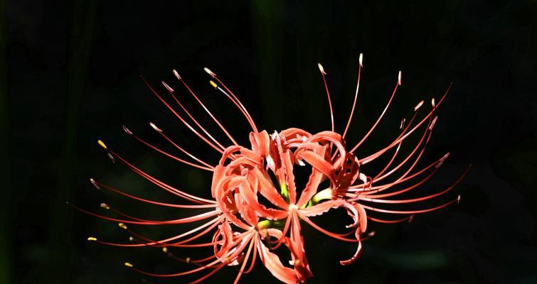 黑色花卉的神秘之美（探索黑色花卉的花语与魅力）