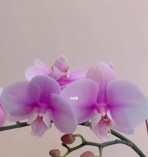 蝴蝶兰的花语——寓意深远的花卉之王（探寻蝴蝶兰花语的神秘面纱）