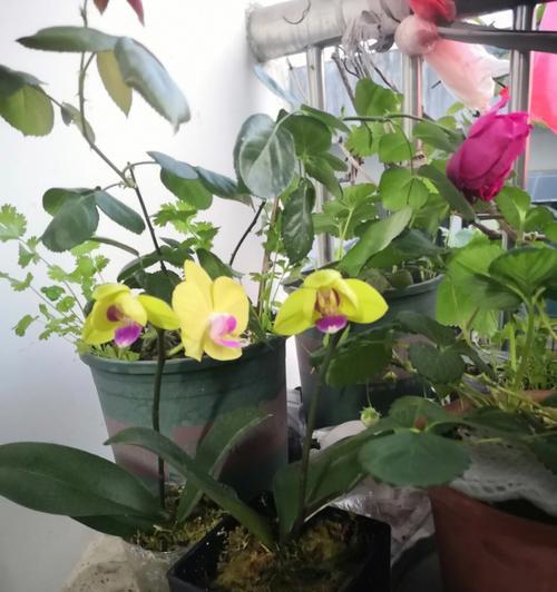 蝴蝶兰的生长特征及繁殖方式剖析（以几苗几梗为指标解读蝴蝶兰的生态习性）