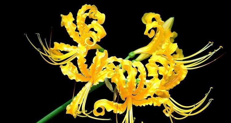 花草忽地笑的花语和传说（揭秘花草忽地笑的含义与传说）
